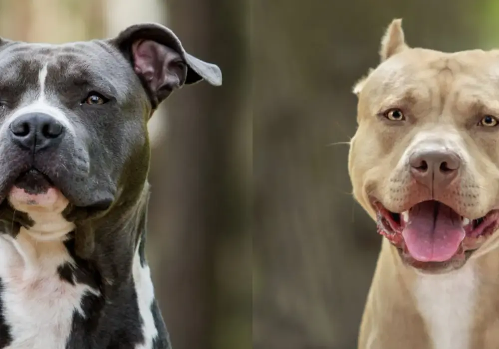Staffik vs Amstaff: Kluczowe różnice, które musisz znać (Przewodnik)