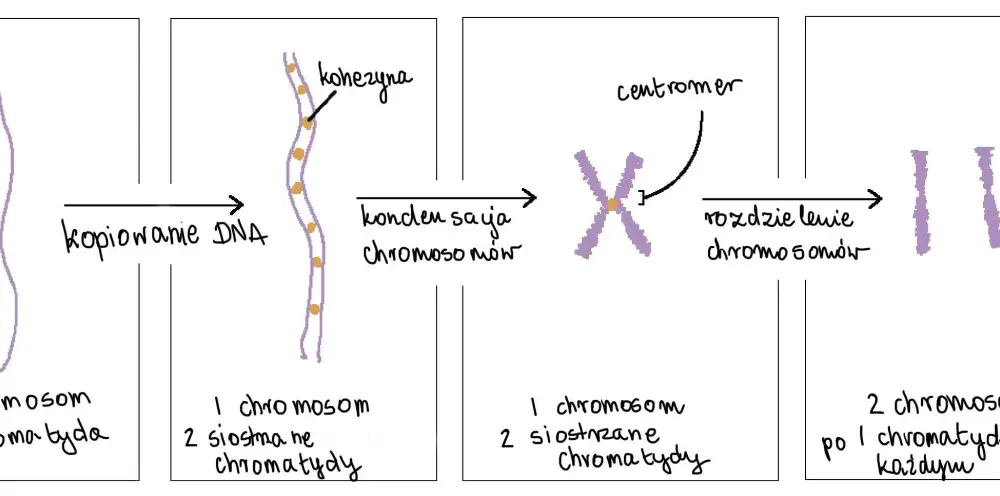 Czym jest gen i jak działa? - Różnice między DNA a chromosomem