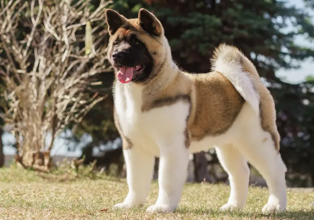 Akita Inu vs Amerykańska: Która jest dla Ciebie? Charakter i dominacja