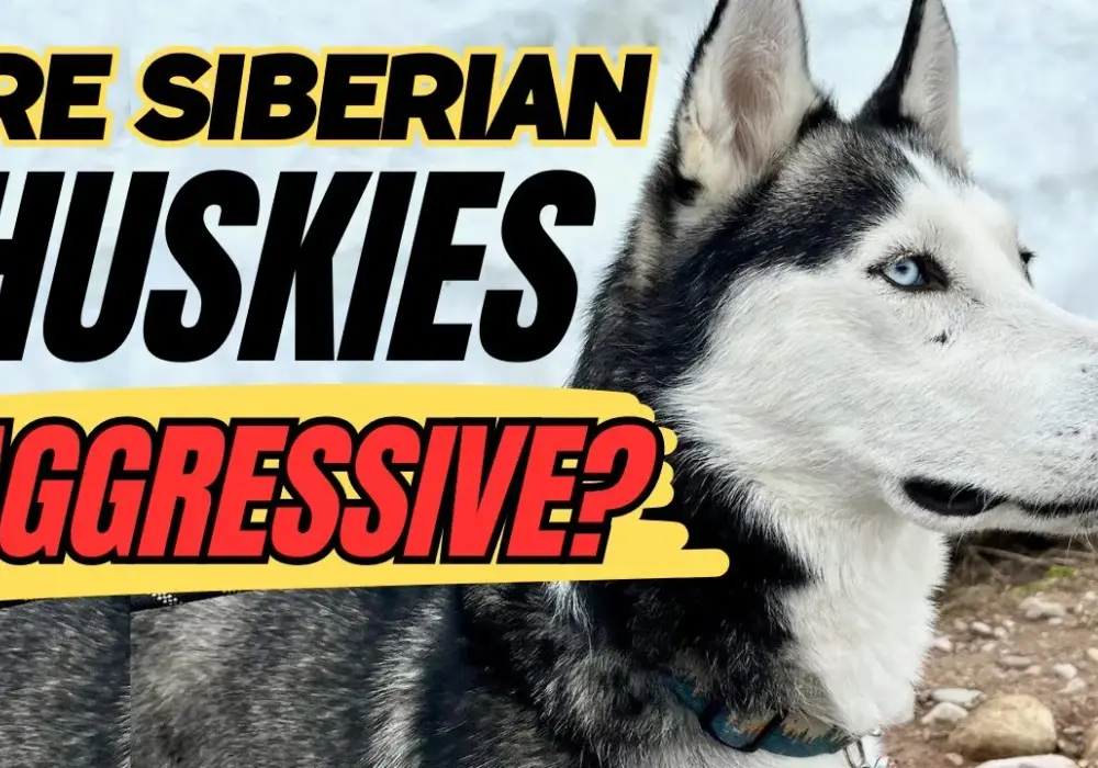 Czy husky jest agresywny? Odkryj prawdę o ich temperamencie