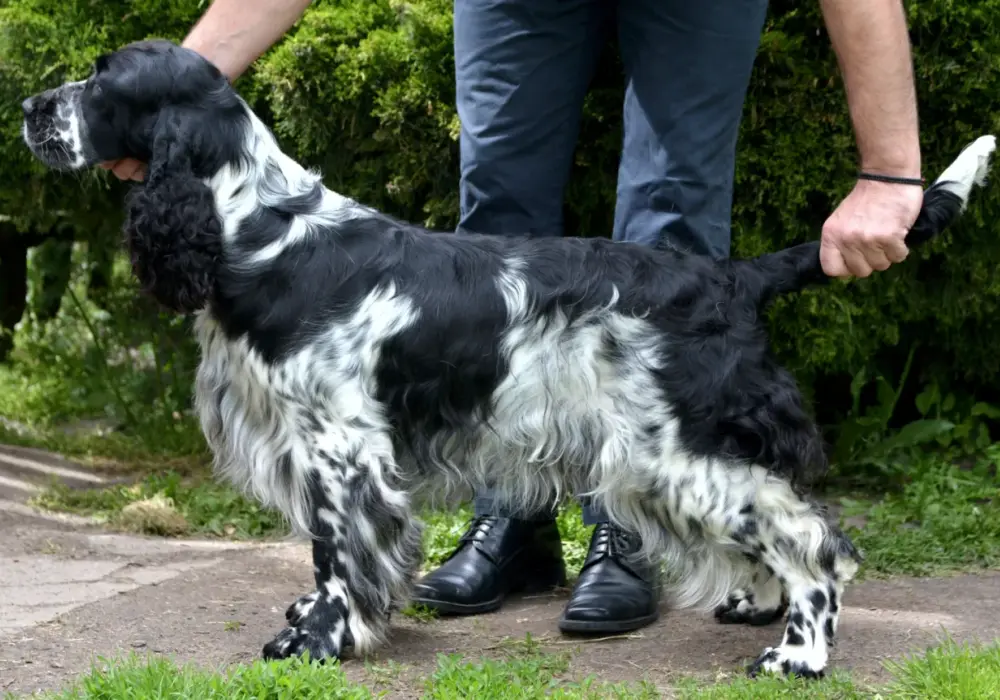 Niebieski Spaniel Pikardyjski: Rzadki pies myśliwski czy jest dla Ciebie?