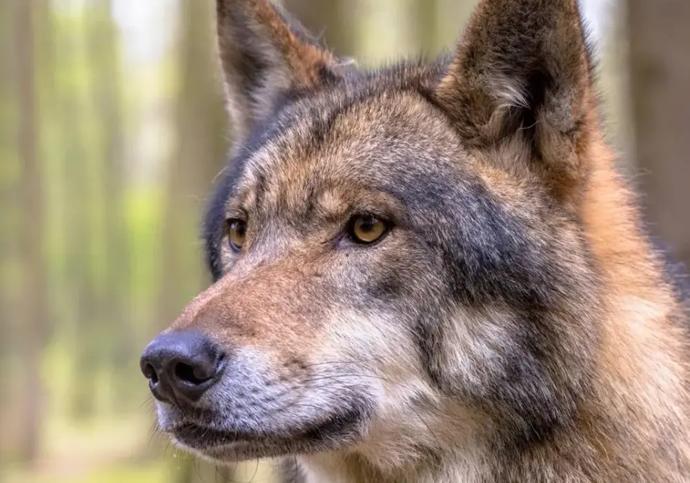 Jak szybko biega wilk? Odkryj fascynujące fakty o ich prędkości