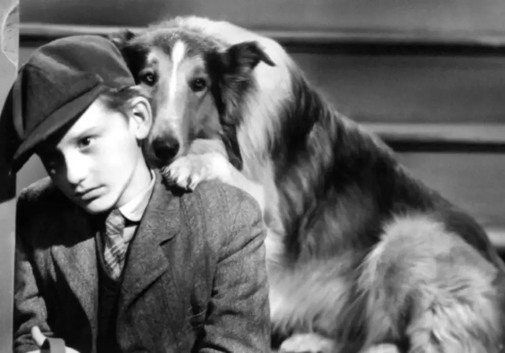 Lassie: Rasa psa w filmie i jej unikalne cechy oraz charakter