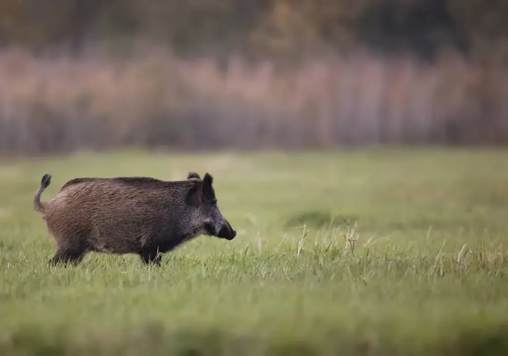 Jak szybko biega dzik? Odkryj jego niesamowite prędkości i zwinność