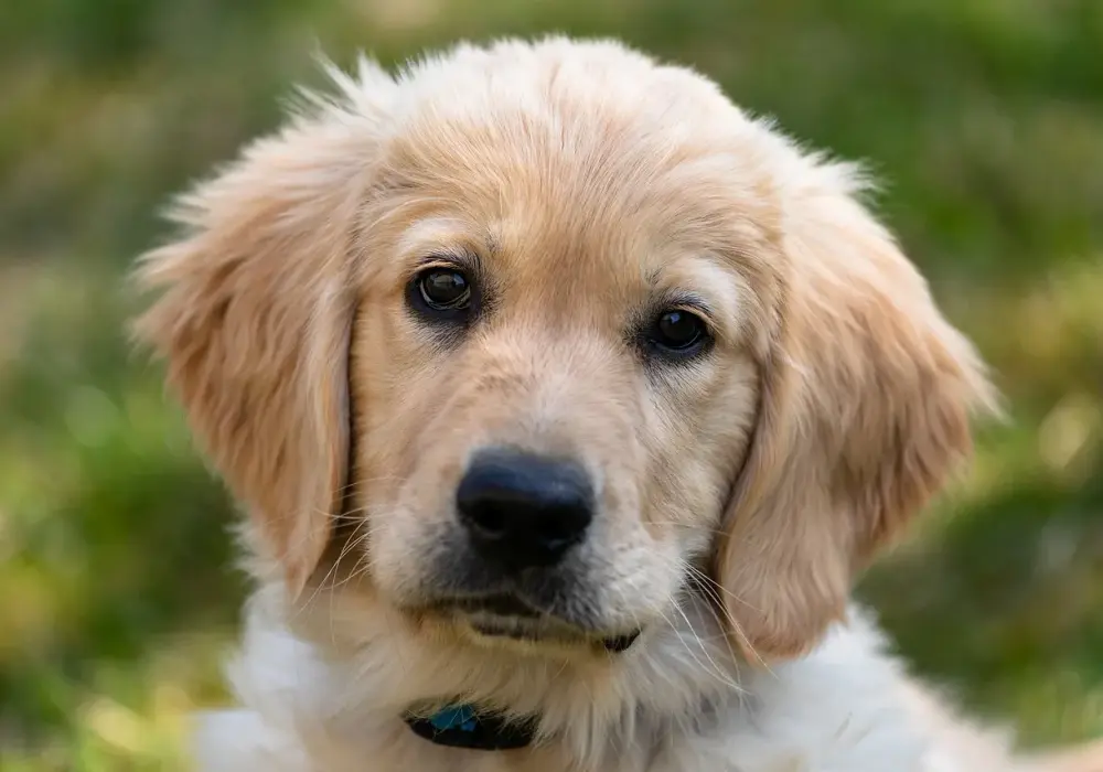 Jaką sierść ma golden retriever? Prawda o włosach i pielęgnacji