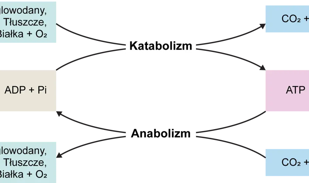 ATP - Czym jest i dlaczego nazywamy go biologiczną gotówką?