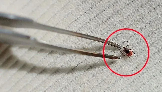 Jak duży jest kleszcz? Zaskakujące wymiary i ich znaczenie dla zdrowia