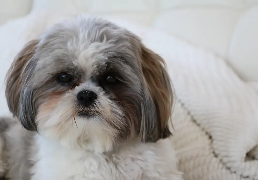 Ile powinien ważyć Twój Shih Tzu? Sprawdź normy i porady