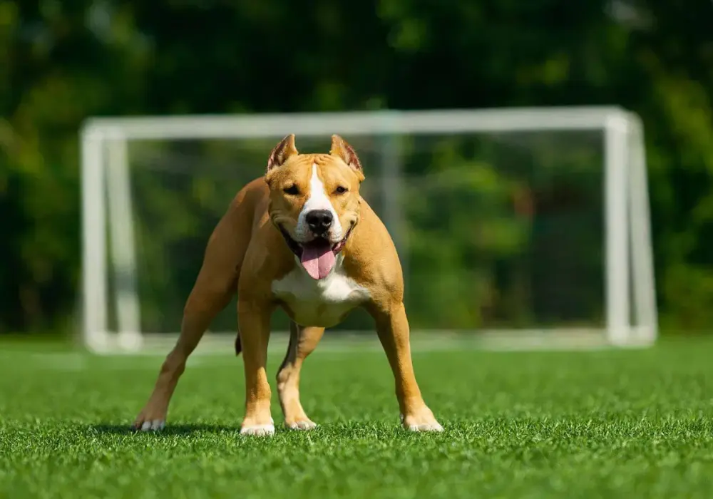 Amstaff a Pitbull: Jak je rozpoznać i co mówi polskie prawo?