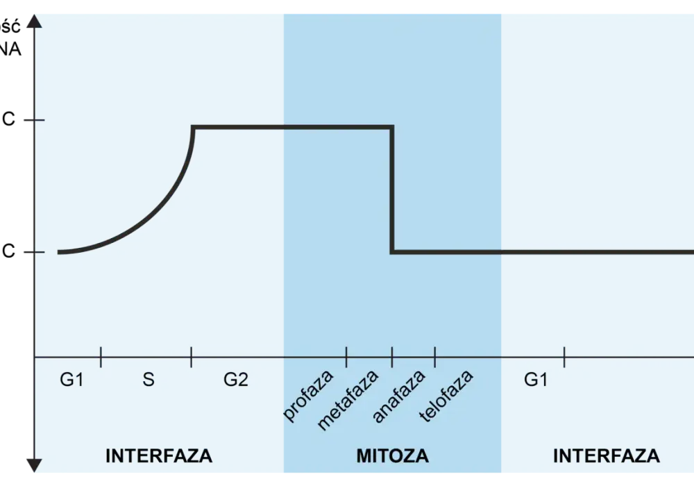 Mitoza i mejoza - jak ich nie pomylić? Poznaj kluczowe różnice