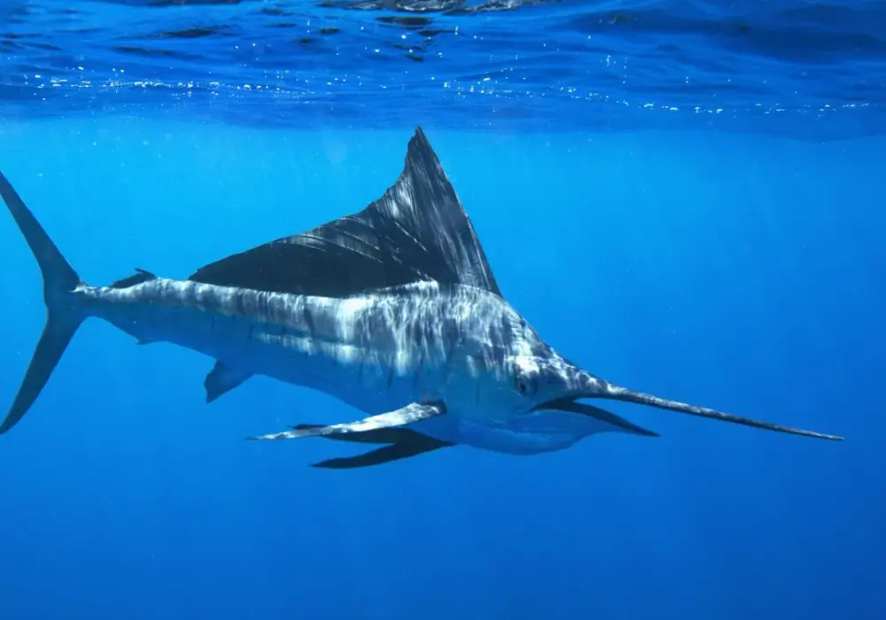 Najszybsza ryba - Żaglica czy marlin? Prawda o rekordach