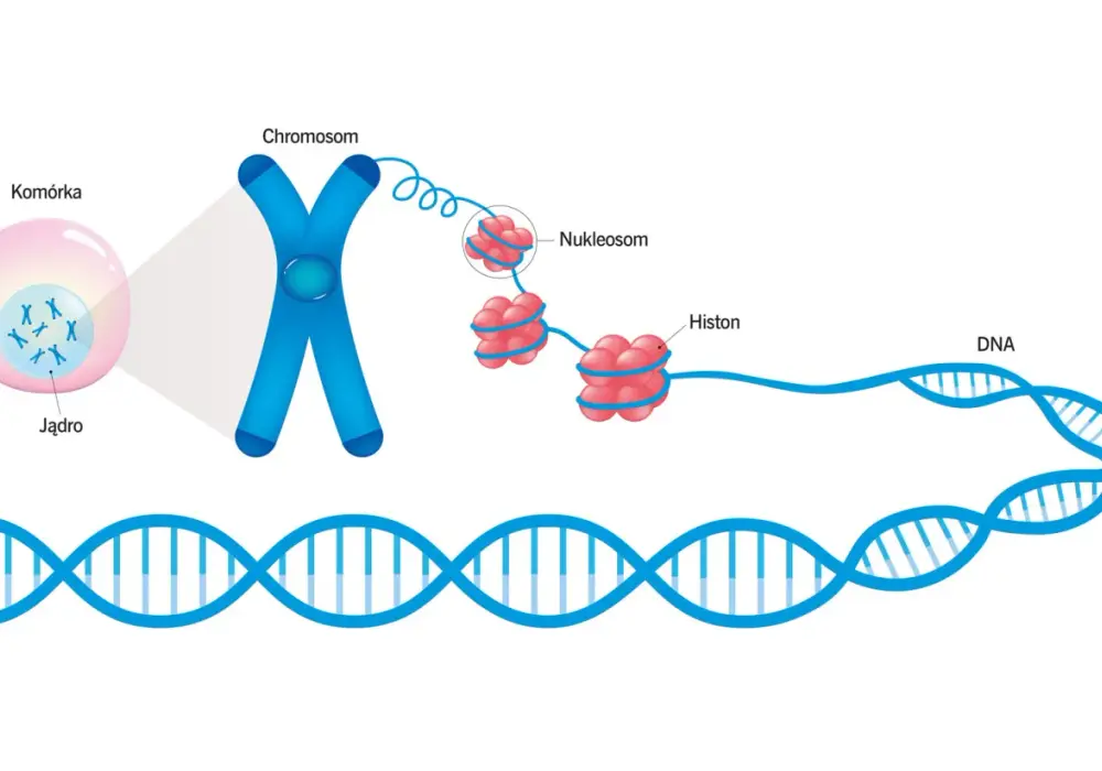 Organizacja DNA w jądrze komórkowym - Jak komórka zarządza genami?