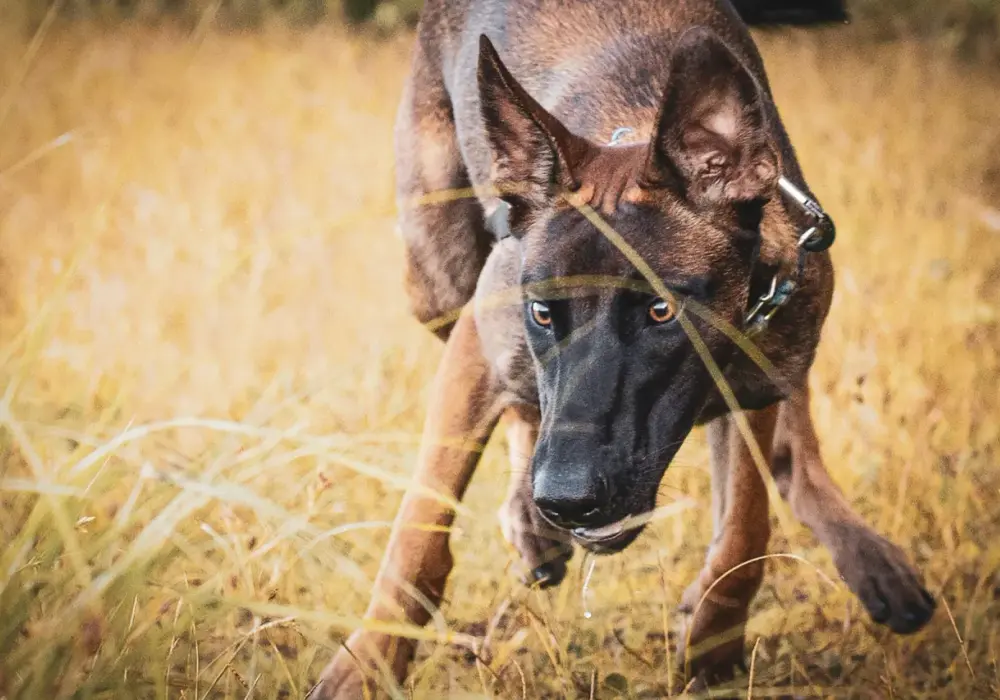 Owczarek Belgijski Malinois: Czy jesteś gotów na to wyzwanie?