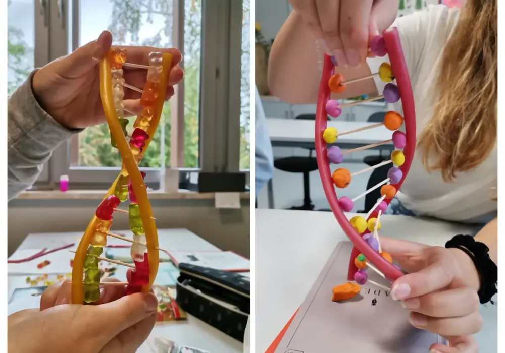 Model DNA z koralików - Jak zrobić go poprawnie krok po kroku?