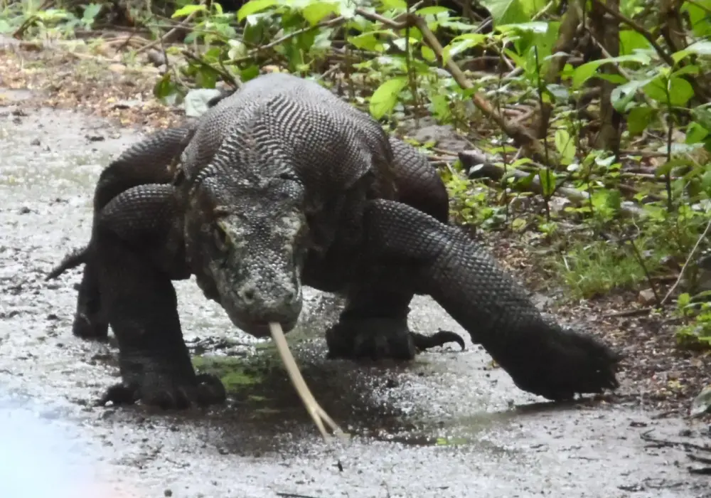 Jak bezpiecznie spotkać smoki na wyspie Komodo? Rady odważnych