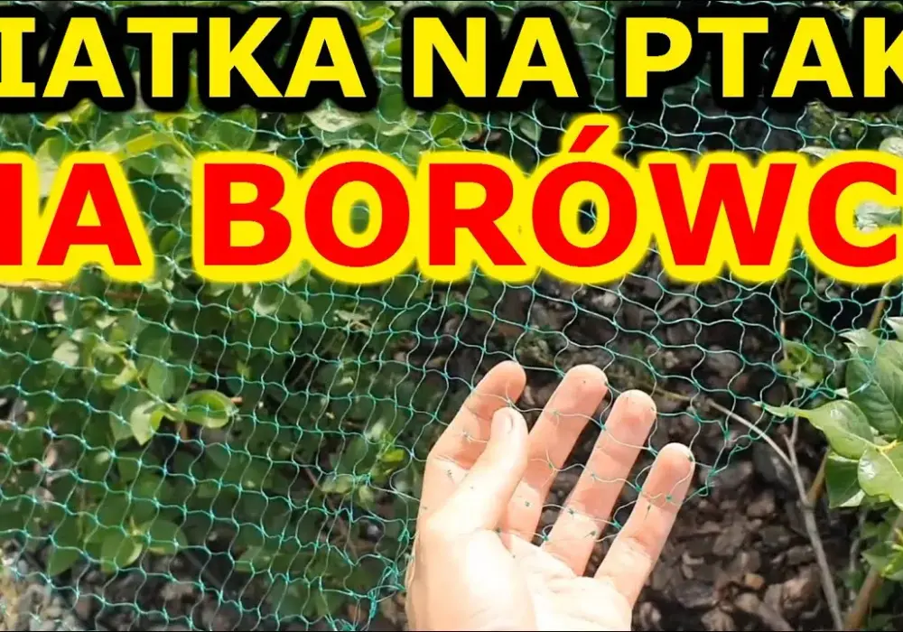 Jak założyć siatkę przeciw ptakom na borówki i chronić plony