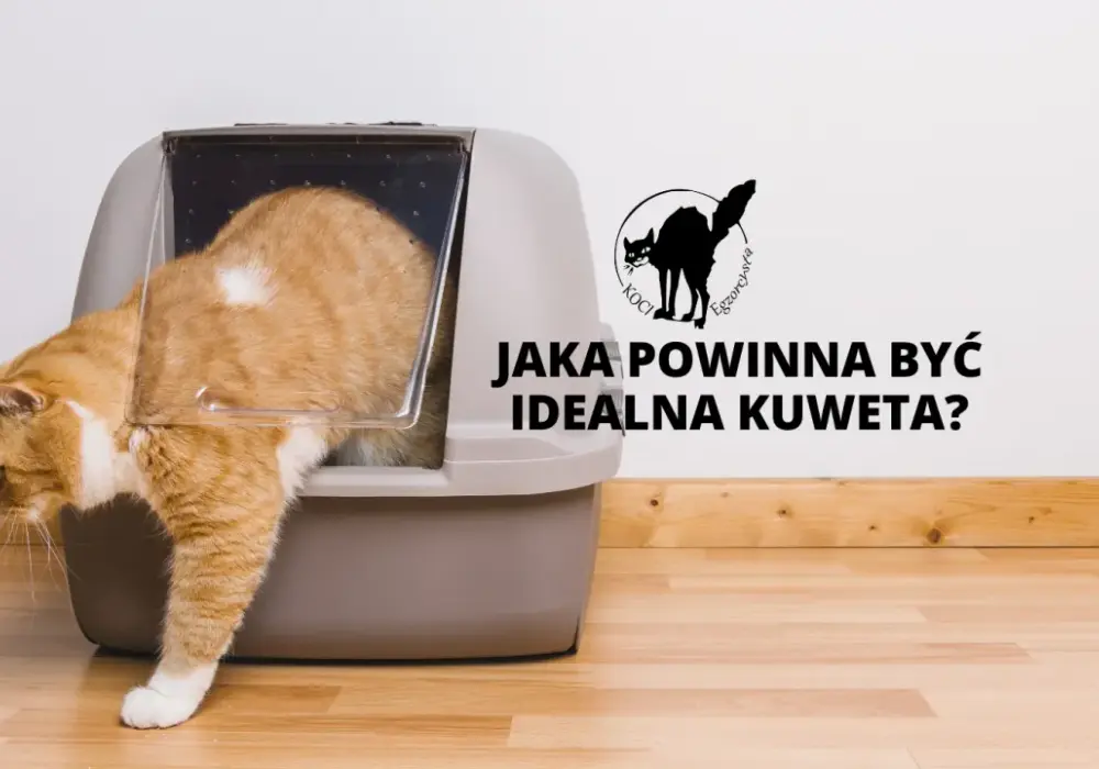 Kuweta dla dużego kota: Jak wybrać idealny rozmiar i typ?