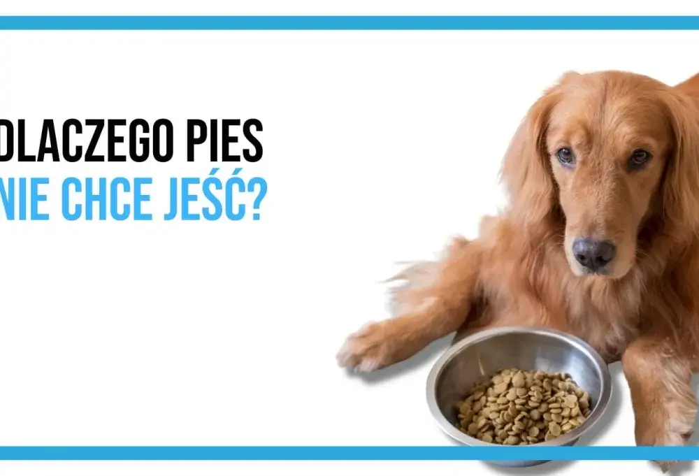 Pies nie chce jeść karmy? Skuteczne triki i kiedy do weta!