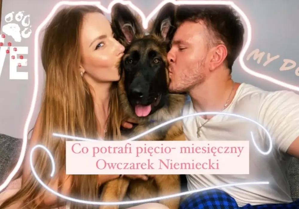 Jak wygląda 5 miesięczny owczarek niemiecki? Cechy i wymiary szczeniaka