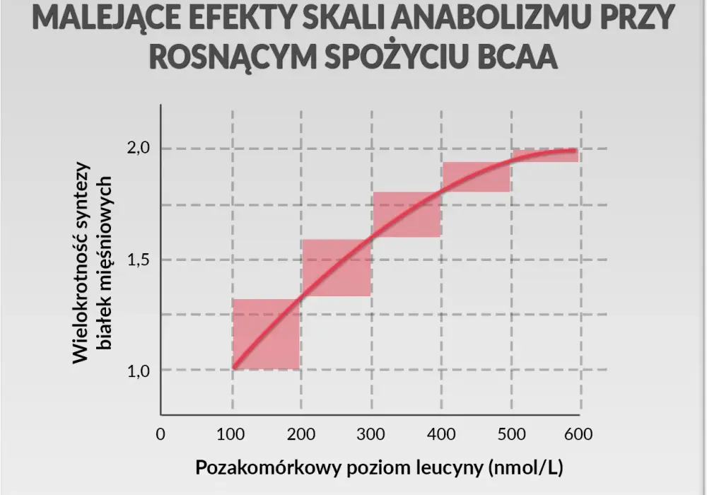 BCAA: co daje? Korzyści, dawkowanie i kiedy warto?