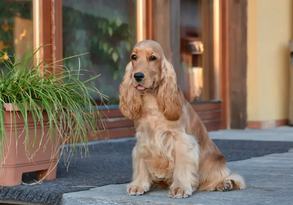 Cocker spaniel: włosy czy sierść? Odkryj różnice i pielęgnację