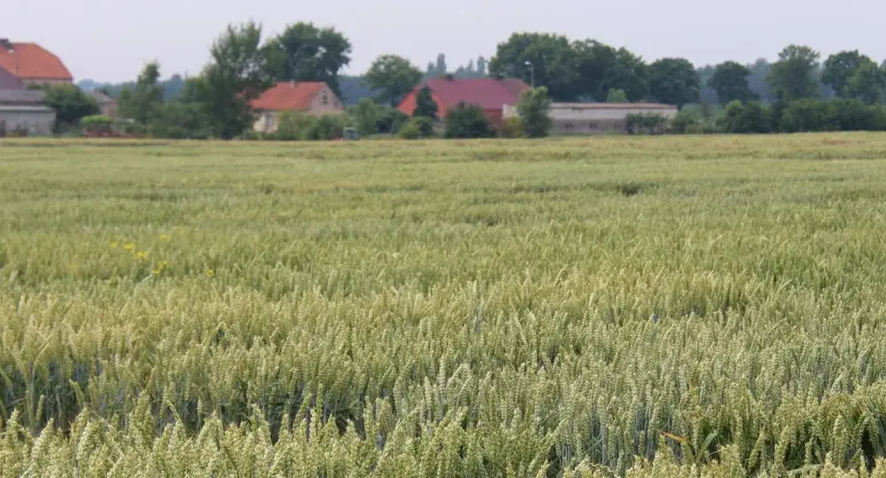 Dzierżawa gruntów KOWR: Wzory dokumentów, jak uniknąć błędów?