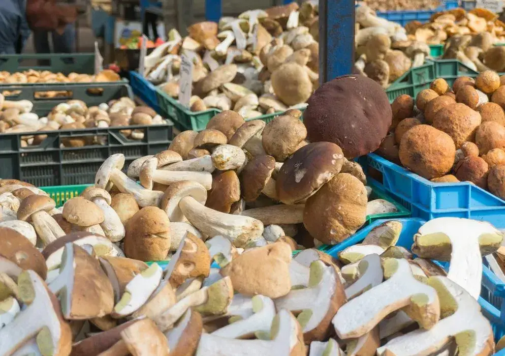 Po ile grzyby na skupie? Sprawdź aktualne ceny i zyski z zbiorów