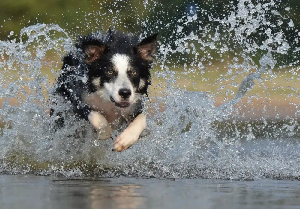 Border Collie sierść czy włosy - poznaj różnice i pielęgnację