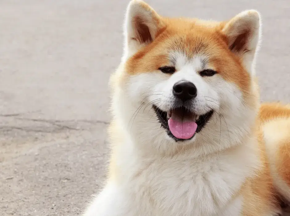 Czy akita jest agresywna? Prawda o temperamentach tej rasy