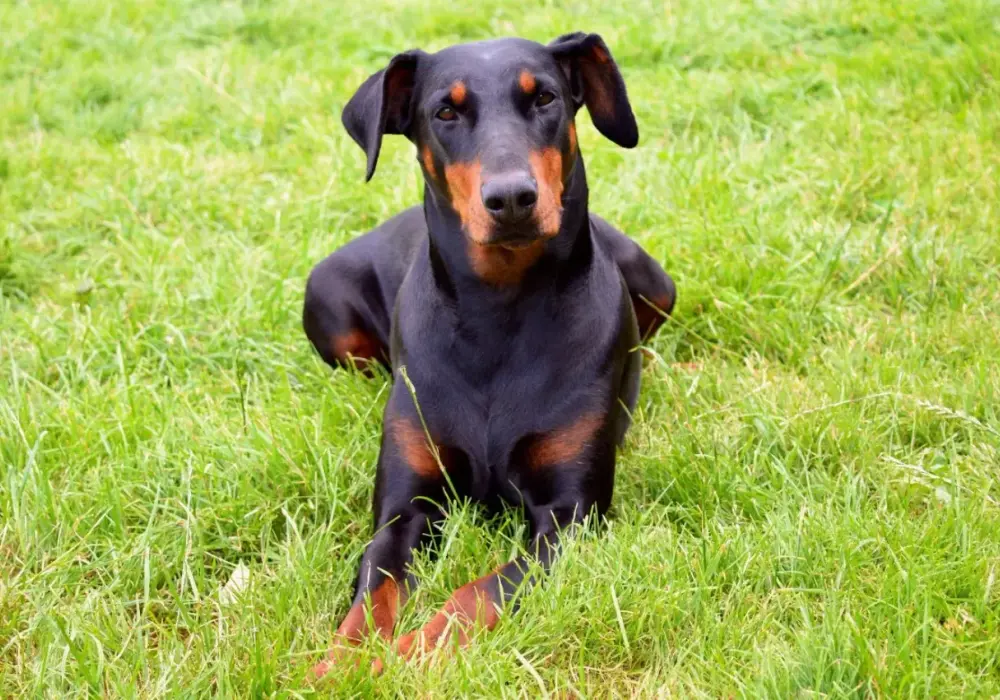 Doberman naturalne uszy: Prawo, wygląd i wybór hodowli