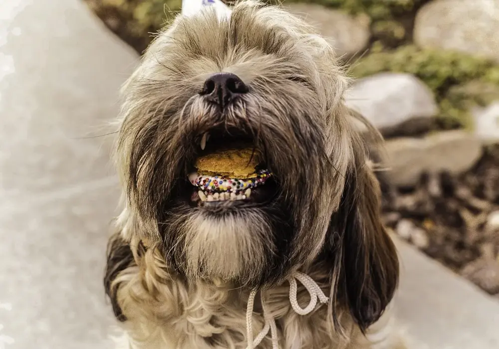 Mieszaniec Shih Tzu z kundelkiem: Czego się spodziewać?