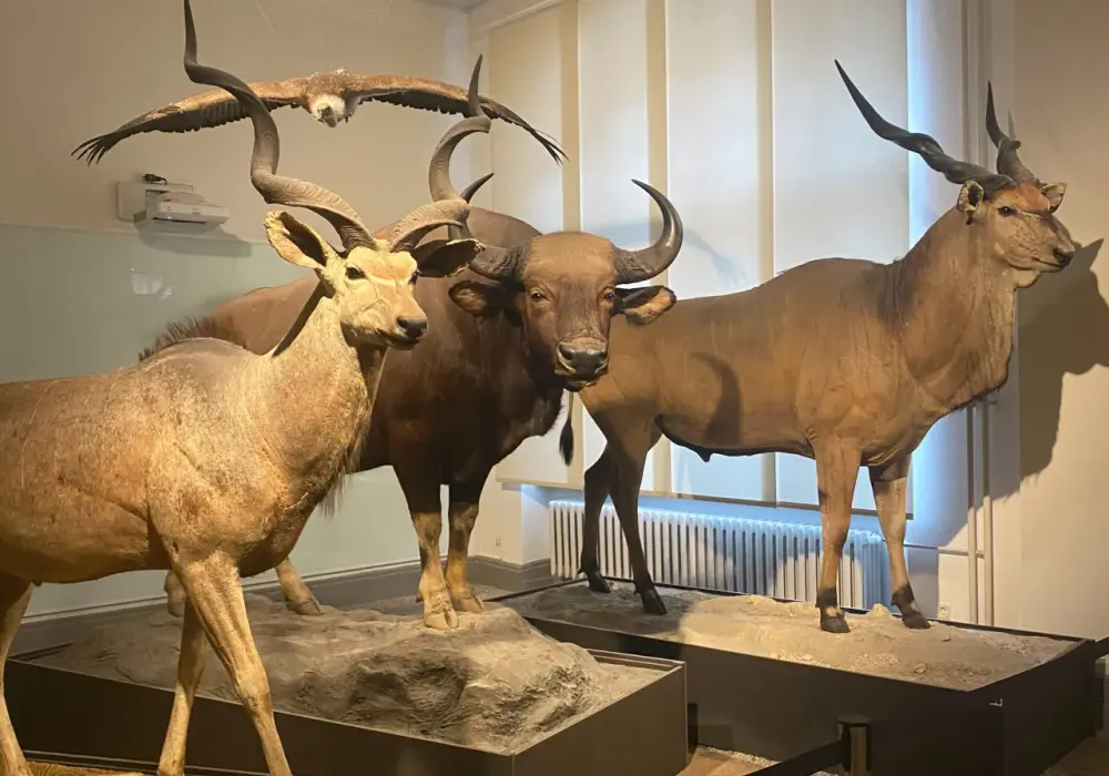 Muzeum Historii Naturalnej Berlin - Czy warto? Praktyczny przewodnik