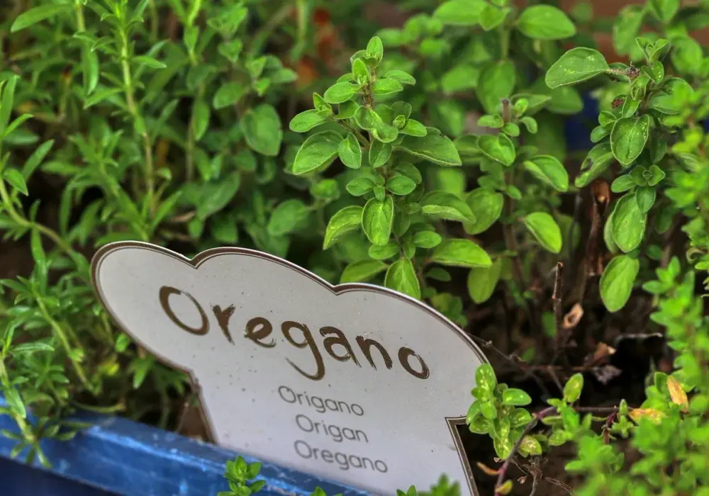 Dzikie oregano na co? Odkryj jego niezwykłe właściwości zdrowotne