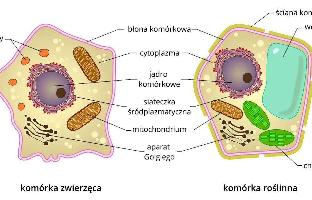 Budowa i funkcje komórki zwierzęcej - Jak zrozumieć je bez wkuwania?