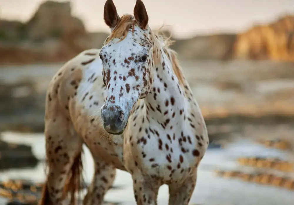 Konie w plamki: Appaloosa, Knabstrupper rasy, umaszczenie, zakup