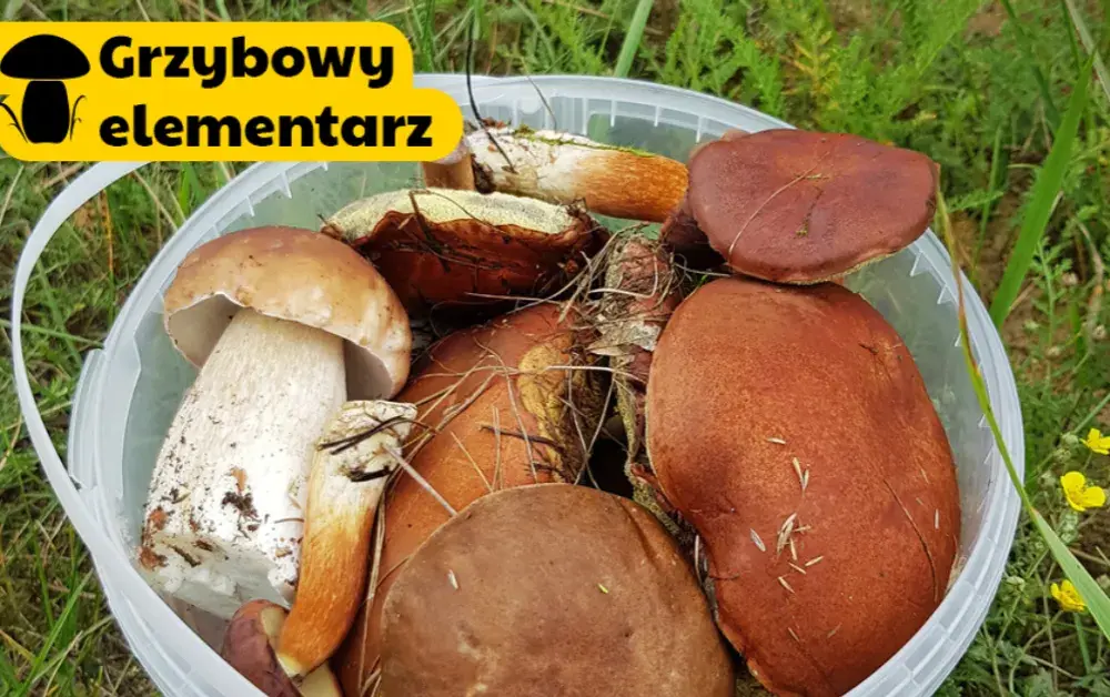 Jak mrozić surowe grzyby, by zachować ich smak i świeżość przez długi czas