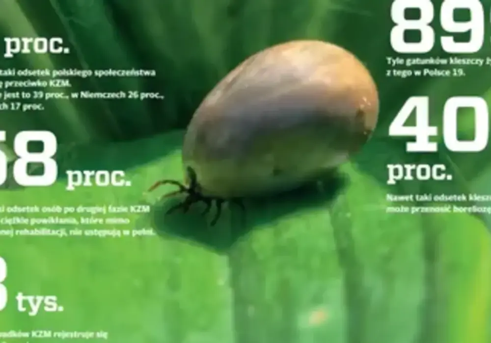 Kleszczowe zapalenie mózgu - objawy, fazy, kiedy do lekarza?