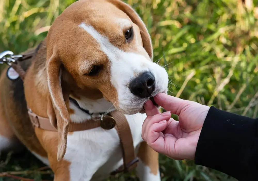 Mój beagle ucieka! Jak zapanować nad instynktem tropiącym?