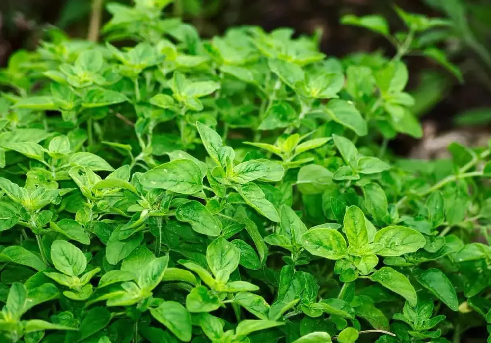 Oregano greckie vs. meksykańskie: Kluczowe różnice smaku i zastosowań