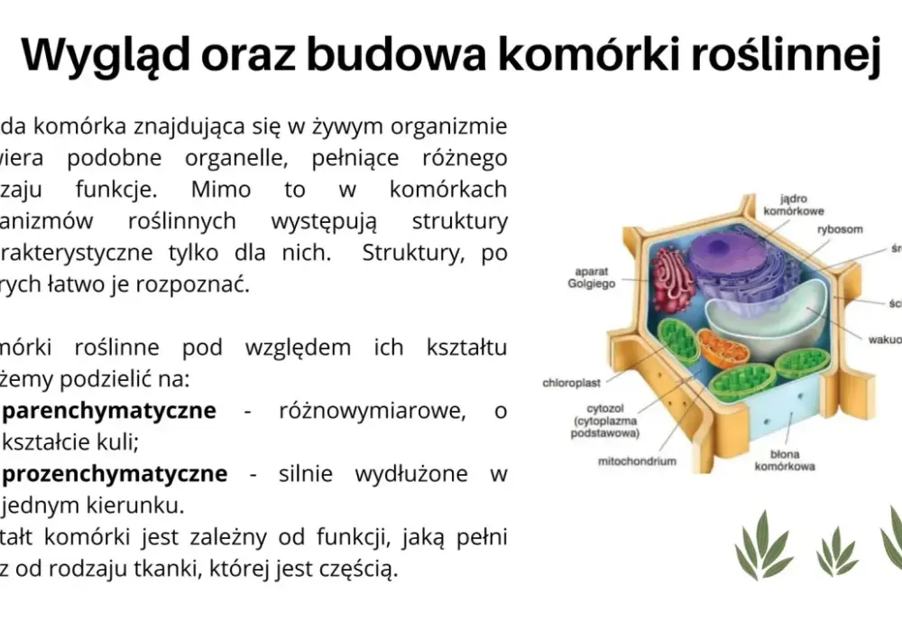 Komórka roślinna i zwierzęca - Jak je odróżnić bez pomyłek?