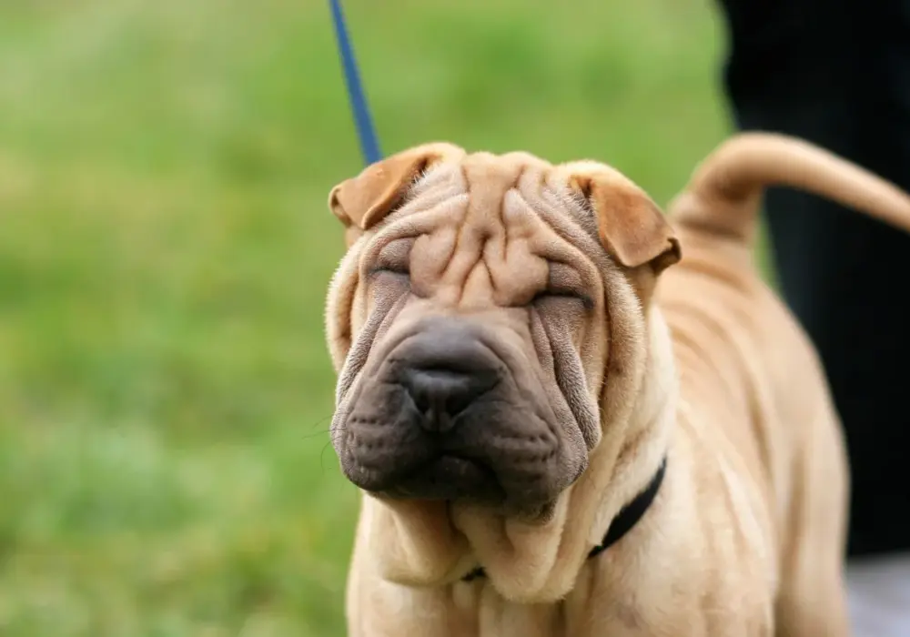 Shar Pei Długowłosy (Bear Coat): Charakter, Pielęgnacja i Cena