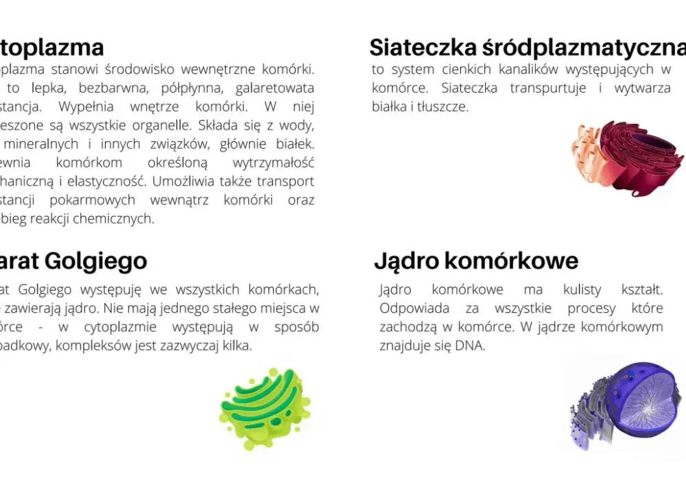 Komórka roślinna - Jak odróżnić ją od innych i łatwo zapamiętać?