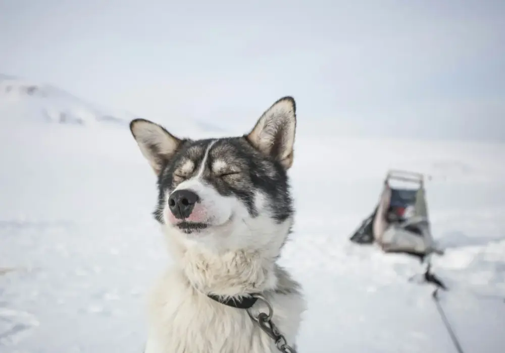 Cena Husky'ego w 2026? Sprawdź wszystkie koszty!