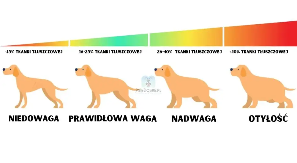 Jak bezpiecznie odchudzić psa z otyłością? Chroń jego stawy!
