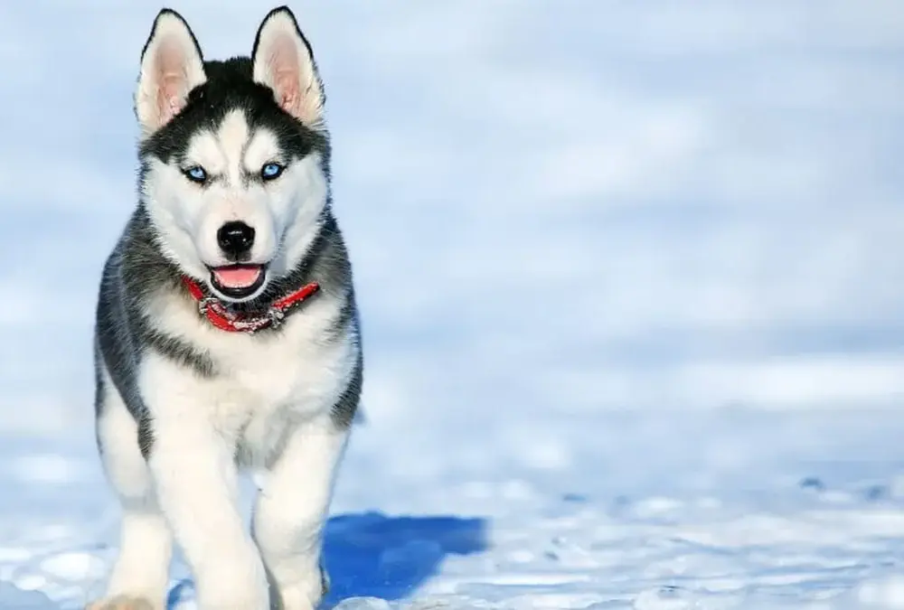 Pies jak husky – odkryj cechy, pielęgnację i rasy podobne