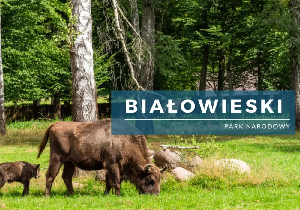 Białowieski Park Narodowy - atrakcje, szlaki i ciekawostki