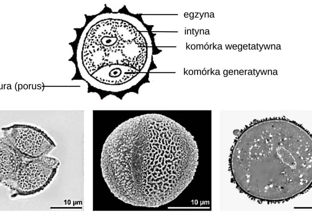 Budowa woreczka zalążkowego - Dlaczego ma 7 komórek i 8 jąder?