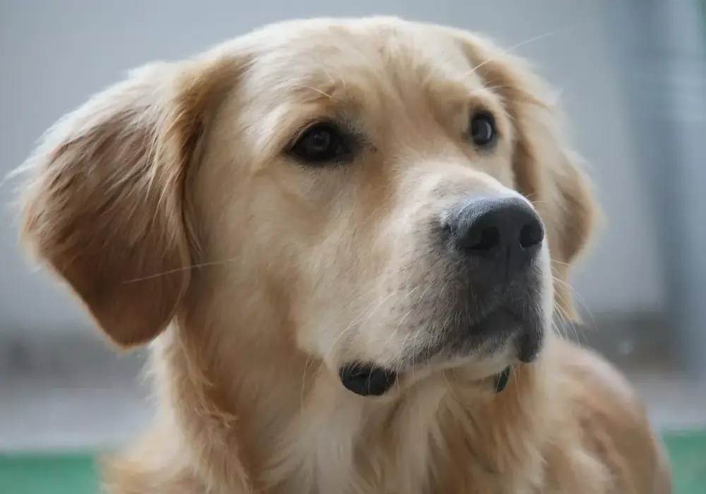 Czy golden retriever ma sierść czy włosy? Poznaj ważne różnice