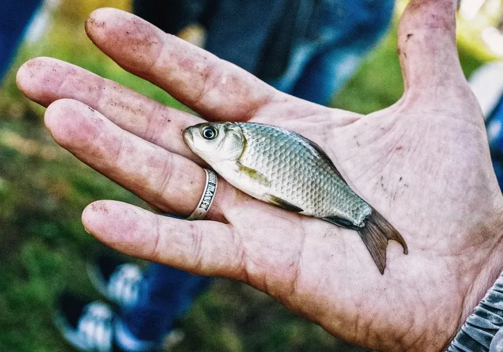 Jak zimują ryby? Odkryj tajemnice ich przetrwania w zimie