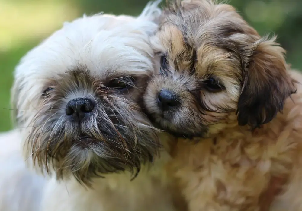Shorkie Tzu: Wszystko o mieszańcu Yorka i Shih Tzu. Poznaj go!